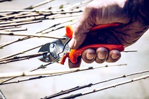 Sekator Lowe Zestaw sekator Lowe 5.107 i ostrzałka z oliwiarką Shark 8