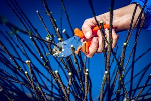 Sekator Lowe Zestaw sekator Lowe 5.107 i ostrzałka z oliwiarką Shark 9