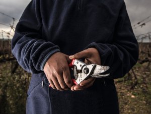 Sekator Felco 6 nożycowy 11