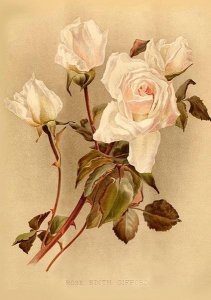 Skona Ting Karnet ST420 B6 + koperta Biała róża 1