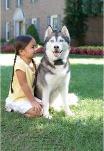 PetSafe Ogrodzenie radiowe dla psa Super ogrodzenie radiowe Prf-3004xw-20 3