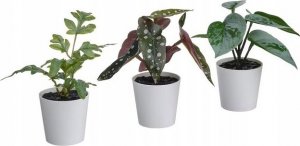 Ikea IKEA FEJKA sztuczne mini roślinki kompozycja miks 1