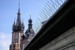 Antyptak Kolce na Gołębie Ptaki ANTYPTAK 3 Kolce Sposób Odstraszacz na Ptaki Gołębie Jaskółki Wróble Sikorki Szpaki 3