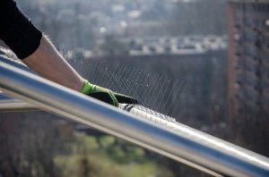 Antyptak Kolce na Gołębie Ptaki ANTYPTAK 2 Kolce Sposób Odstraszacz na Ptaki Gołębie Jaskółki Wróble Sikorki Szpaki 5