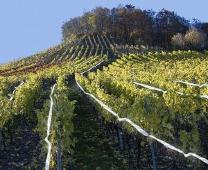 Repest Odstraszacz ptaków- taśma 45m (21040) 2