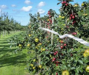 Repest Odstraszacz ptaków- taśma 45m (21040) 4