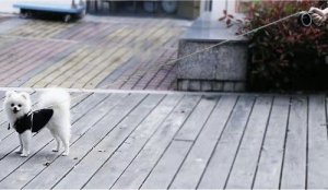 Purlov Smycz automatyczna 5m (19788) 9