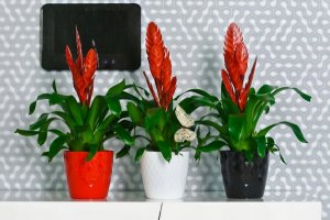 Galicja DONICZKA CRISTAL 14cm szary 3