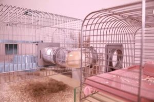 Zolux Klatka Panas Colour 50 kol. różowy 4