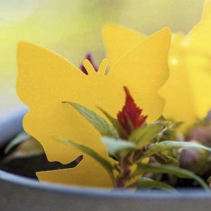 SH Design LEP NA MUSZKI, OWADY, MSZYCE PSZCZOŁA ZESTAW 12 SZTUK 6