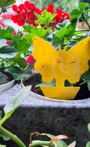 SH Design LEP NA MUSZKI, OWADY, MSZYCE PSZCZOŁA ZESTAW 12 SZTUK 8