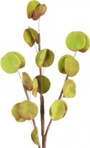 Eurofirany Sztuczny kwiat dekoracyjny eukaliptus FLORE zielony x6 1