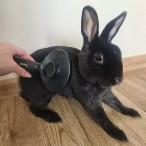 Purlov Szczotka do sierści samoczyszcząca 14