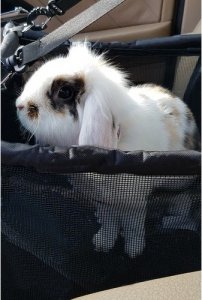 Purlov Transporter dla psa na siedzenie Purlov 20973 13