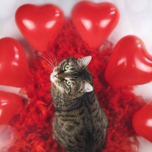 Springos Balony serca na walantynki, urodziny 100 szt. czerwone serduszka UNIWERSALNY 3