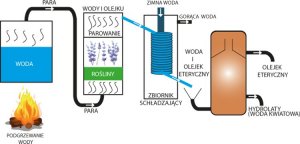 VERA NORD_Naturalny olejek eteryczny Geranium 10ml 5