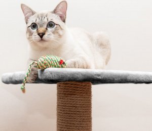 Purlov Drzewko dla kota 71cm szare 21712 12