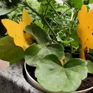 Repest Lep na owady- 12szt. Repest 19053 4