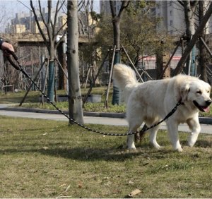 Purlov Smycz odblaskowa 5m (21655) 14