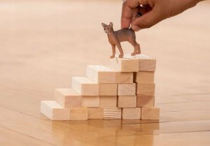 Figurka Schleich Kot figurka dla dzieci zabawka kotek Abisyński 3