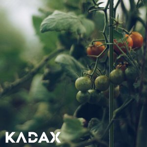 Kadax Tyczka Podpórka Do Roślin Stalowa Powlekana 180cm 7