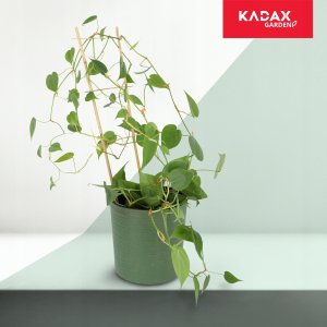 Kadax Drabinka Bambusowa Podpora Pnączy Podwójna 38cm 7