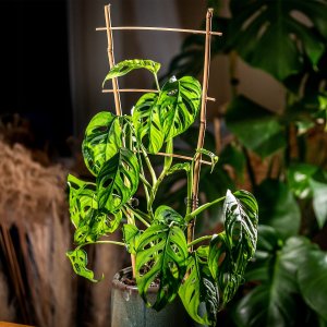 Kadax Drabinka Bambusowa Podpora Pnączy Podwójna 45cm 3