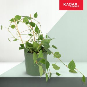 Kadax Drabinka Bambusowa Podpora Pnączy Podwójna 45cm 4