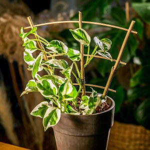Kadax Drabinka Bambusowa Podpora Pnączy Potrójna 26cm 2