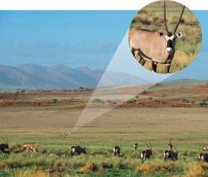 Lornetka Kf Monokular Luneta 12x 50mm 12x50 Bak4 Ip68 / Arca Swiss + 1.4" / Kf33.075 8