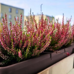 Kadax KADAX Doniczka Skrzynka Balkonowa 80cm Brązowa 4