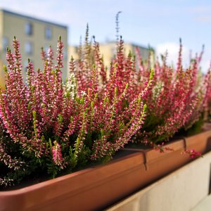 Kadax KADAX Doniczka Skrzynka Balkonowa 80cm Z Podstawką 4