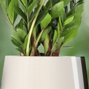 Kadax Doniczka Osłonka Na Kwiaty Podstawka Beżowa 13cm 3