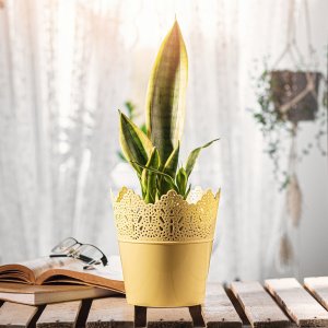 Kadax Doniczka Osłonka Na Kwiaty Rośliny Żółta 12cm 9