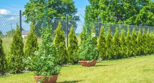 Kadax Stożek Ogrodowy Podpora Do Roślin Pnączy 150cm 5