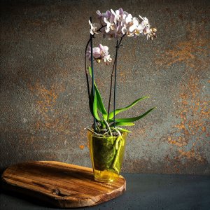 Kadax Doniczka Osłonka Na Storczyk Kwiaty Żółta 12cm 6