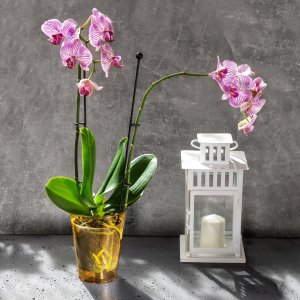 Kadax Doniczka Osłonka Na Storczyk Kwiaty Miodowa 12cm 2