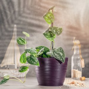 Kadax Doniczka Osłonka Na Kwiaty Okrągła Śliwkowa 11 cm 9