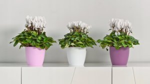Kadax Doniczka Osłonka Na Kwiaty Podstawka Różowa 12cm 3