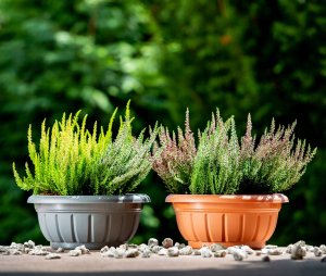 Kadax Doniczka Donica Misa Na Kwiaty Terakota 20cm 2szt 2