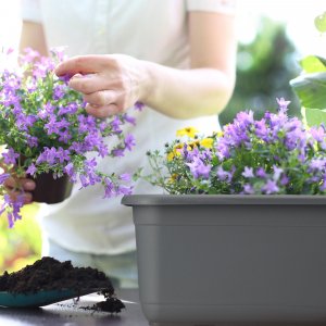 Kadax KADAX Doniczka Skrzynka Balkonowa 60cm Antracyt 2