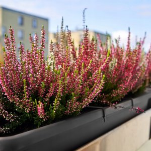 Kadax KADAX Doniczka Skrzynka Balkonowa 60cm Antracyt 4