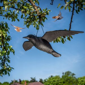 Kadax Duży Kruk W Locie Odstraszacz Ptaków Gryzoni 56 cm 9