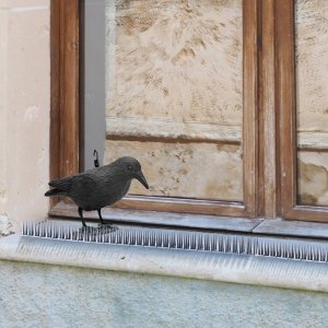 Kadax KADAX Kruk Odstraszacz Ptaków +Kolce Na Ptaki 6szt 2