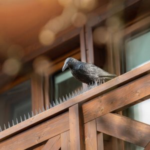 Kadax KADAX Kruk Odstraszacz Ptaków +Kolce Na Ptaki 6szt 4