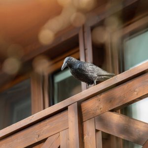 Kadax Kruk Odstraszacz Ptaków Gołębi Szpaków Duży 2szt 4