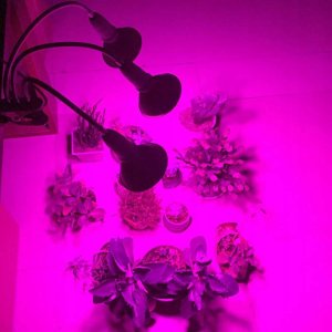 Lampka biurkowa Heckermann biała  (18860925) 4