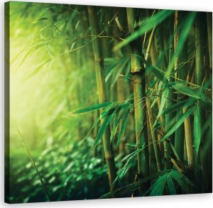 Feeby Obraz na płótnie, Bambus w dżungli - 50x50 1