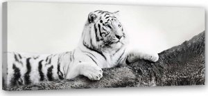Feeby Obraz na płótnie, Czuwający tygrys - 90x30 1