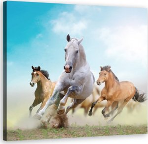 Feeby Obraz na płótnie, Galopujące konie - 60x60 1